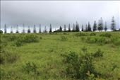 by kiwiaoraki, Views[114]