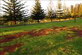by kiwiaoraki, Views[120]