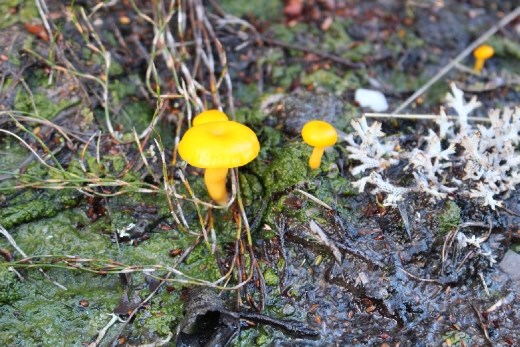 Colourful fungi on the Overland Track