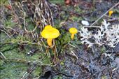 Colourful fungi on the Overland Track: by kiwiaoraki, Views[1349]