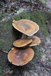 by kiwiaoraki, Views[144]