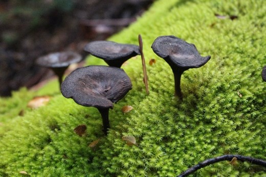 Black fungi