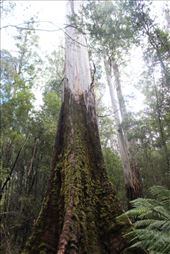 by kiwiaoraki, Views[722]