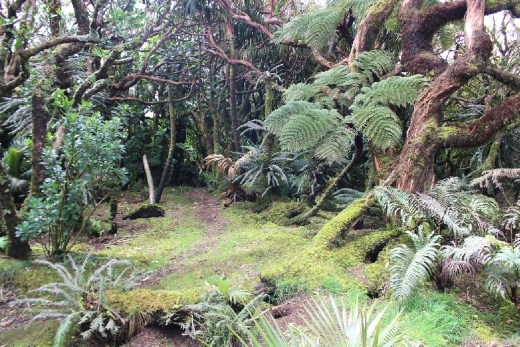 Mist forest at Mt. Gower summit