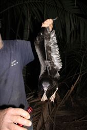 by kiwiaoraki, Views[154]