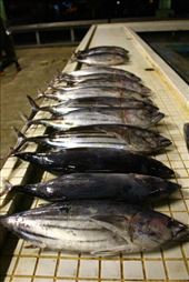 by kiwiaoraki, Views[418]