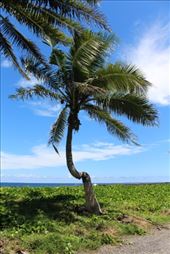 by kiwiaoraki, Views[315]