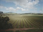 The famed Barossa vineyards: by kiwiaoraki, Views[1857]
