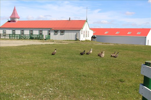 geese on a green