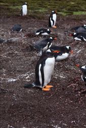 by kiwiaoraki, Views[145]