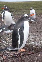 by kiwiaoraki, Views[157]