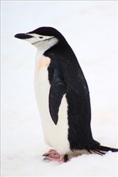 by kiwiaoraki, Views[272]