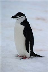 by kiwiaoraki, Views[253]