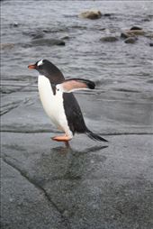 by kiwiaoraki, Views[141]