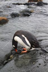 by kiwiaoraki, Views[172]