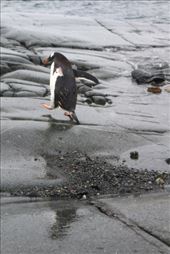 by kiwiaoraki, Views[500]