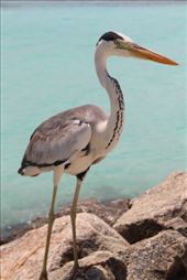 by kiwiaoraki, Views[119]