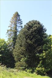 by kiwiaoraki, Views[337]