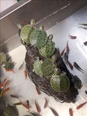 by kiwiaoraki, Views[337]