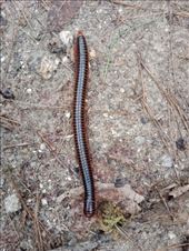 by kiwiaoraki, Views[101]