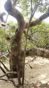 by kiwiaoraki, Views[91]