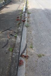 by kiwiaoraki, Views[64]