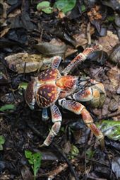 by kiwiaoraki, Views[75]