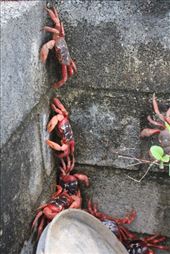 by kiwiaoraki, Views[80]