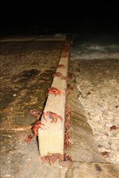 by kiwiaoraki, Views[96]