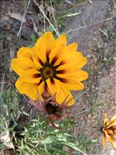 by kiwiaoraki, Views[89]