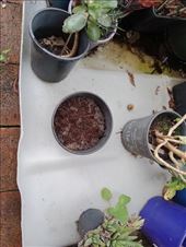 by kiwiaoraki, Views[227]