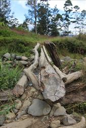 by kiwiaoraki, Views[143]