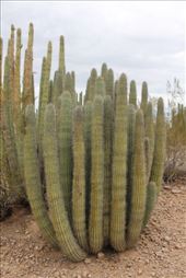 by kiwiaoraki, Views[175]