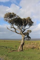 by kiwiaoraki, Views[68]