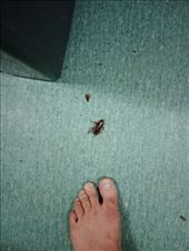 by kiwiaoraki, Views[261]