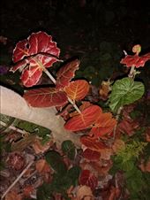 by kiwiaoraki, Views[55]