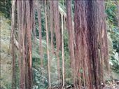 by kiwiaoraki, Views[69]