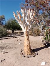 by kiwiaoraki, Views[63]