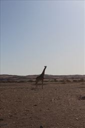 by kiwiaoraki, Views[195]