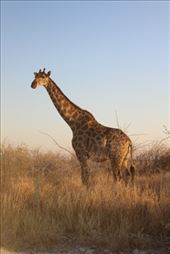 by kiwiaoraki, Views[46]