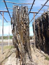 by kiwiaoraki, Views[154]