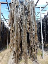 by kiwiaoraki, Views[154]