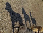 shadow puppet: by kmandu, Views[171]