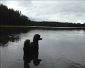 swan: by kmandu, Views[162]