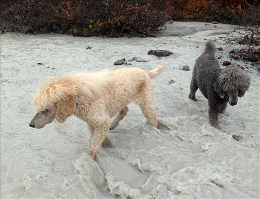 ALBERTA  Icy ‘milk’ flows from the Athabasca Glacier i