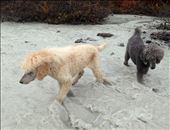 ALBERTA  Icy ‘milk’ flows from the Athabasca Glacier i: by kmandu, Views[307]