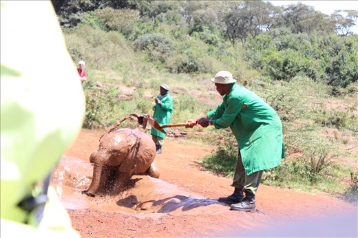 With no family, the elephants bathed by DSWT staffs. It seems they enjoyed being taken care of.
