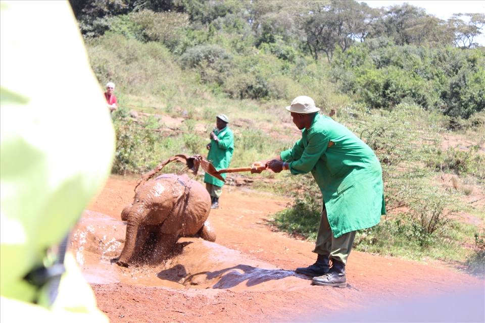 With no family, the elephants bathed by DSWT staffs. It seems they enjoyed being taken care of.