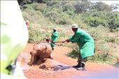 With no family, the elephants bathed by DSWT staffs. It seems they enjoyed being taken care of.: by kmbaptista, Views[398]