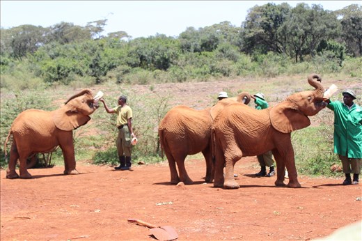 the David Sheldrick Wildlife Trust Staff takes good care of the elephants and letting them drink milk that a mother elephant should be doing
